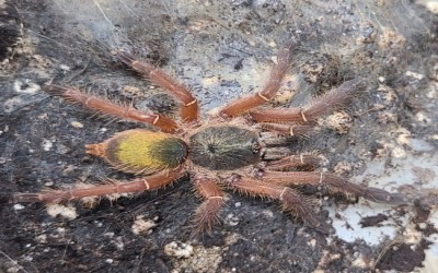 Ephebopus uatuman SLING TARANTULA